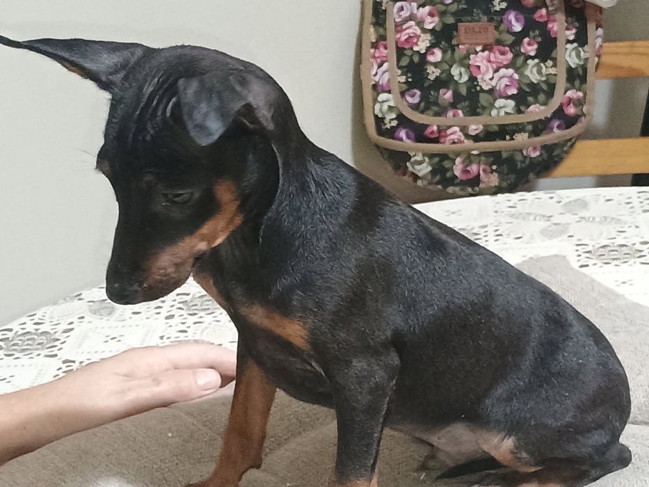 Sprzedam pieska pinczer miniaturowy