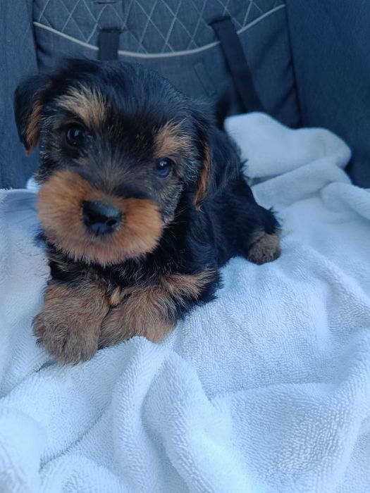 Cachorrinho Yorkshire super fofo