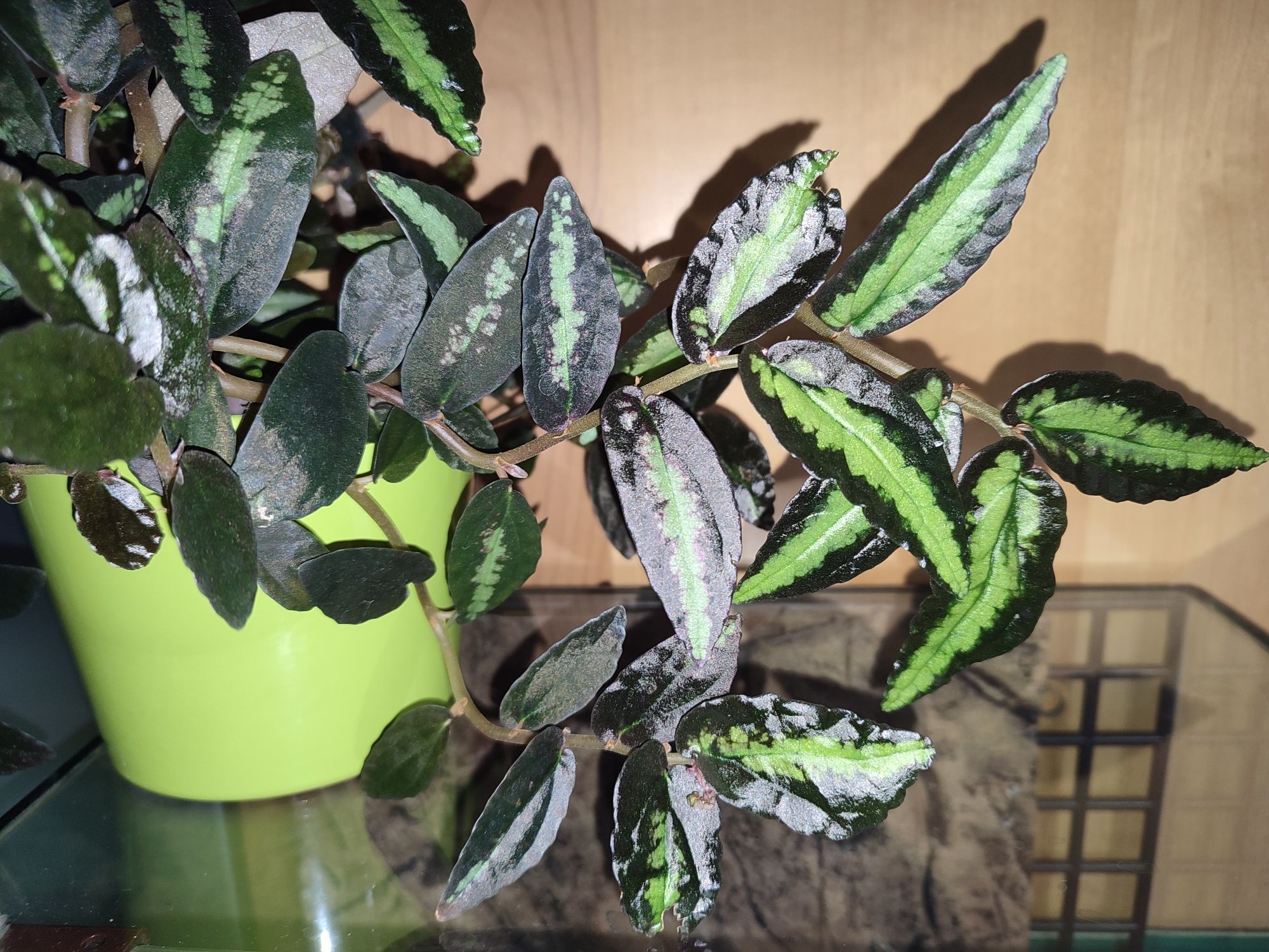 Pellionia repens & pulchra rośliny o barwnych lisciach do terrarium