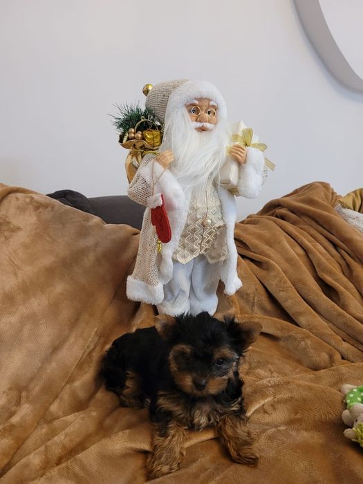 Yorkshire Terrier, piesek, chłopiec york