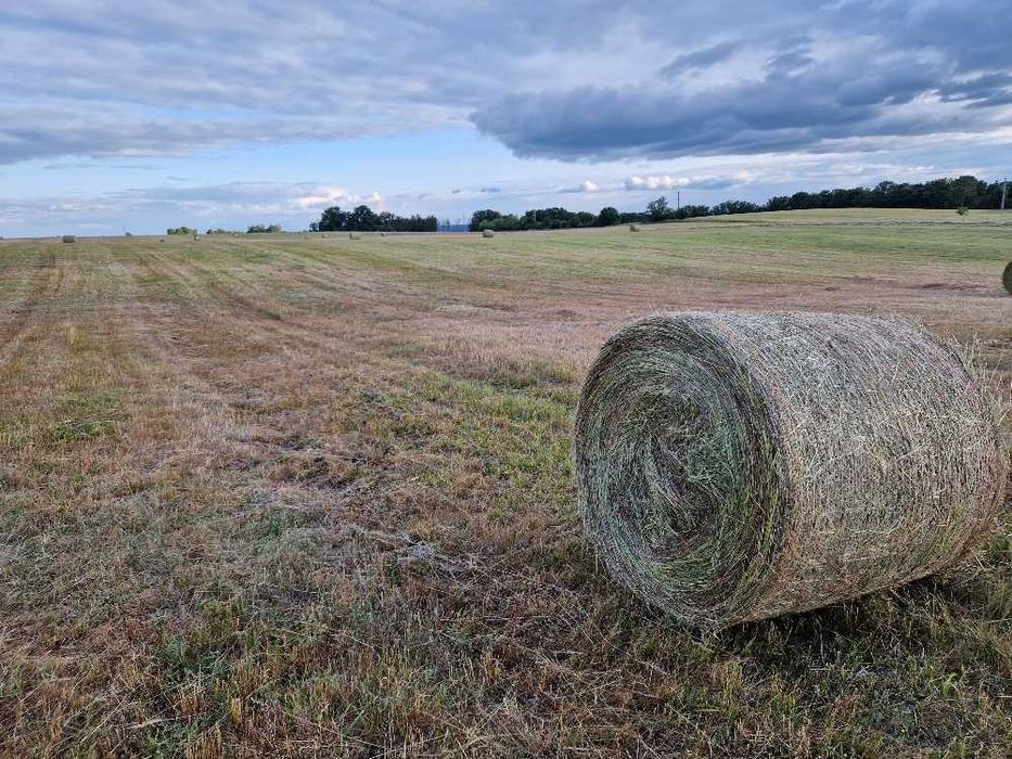 Siano dla Koni, pierwszy pokos