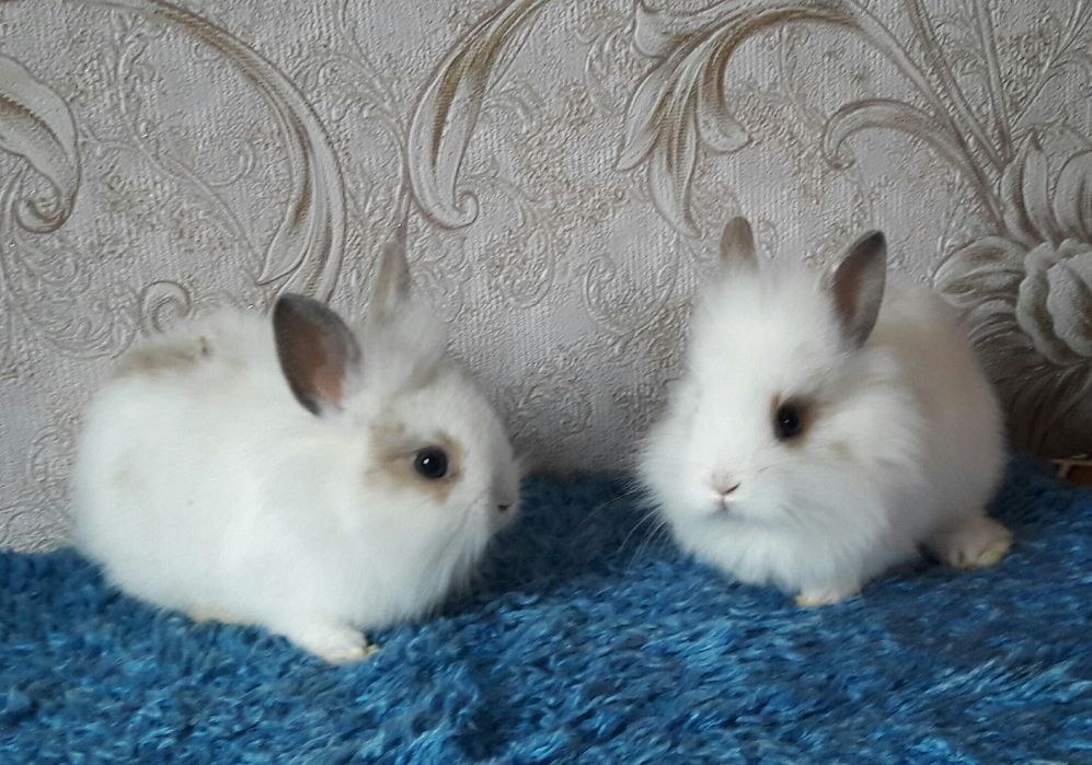 Мініатюрні пухнасті кроленята.