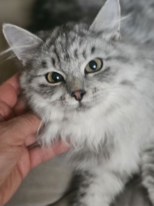 Piękna Kotka syberyjska