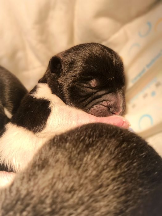 Akita Amerykańska Finigan FCI