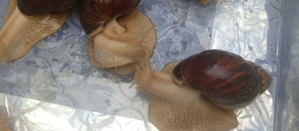 Выведу улиток на заказ