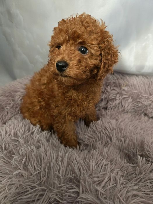 Pudel toy  piękny chłopiec red gotowy na zmianę domu