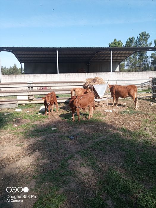 Vitelos raça barrosã
