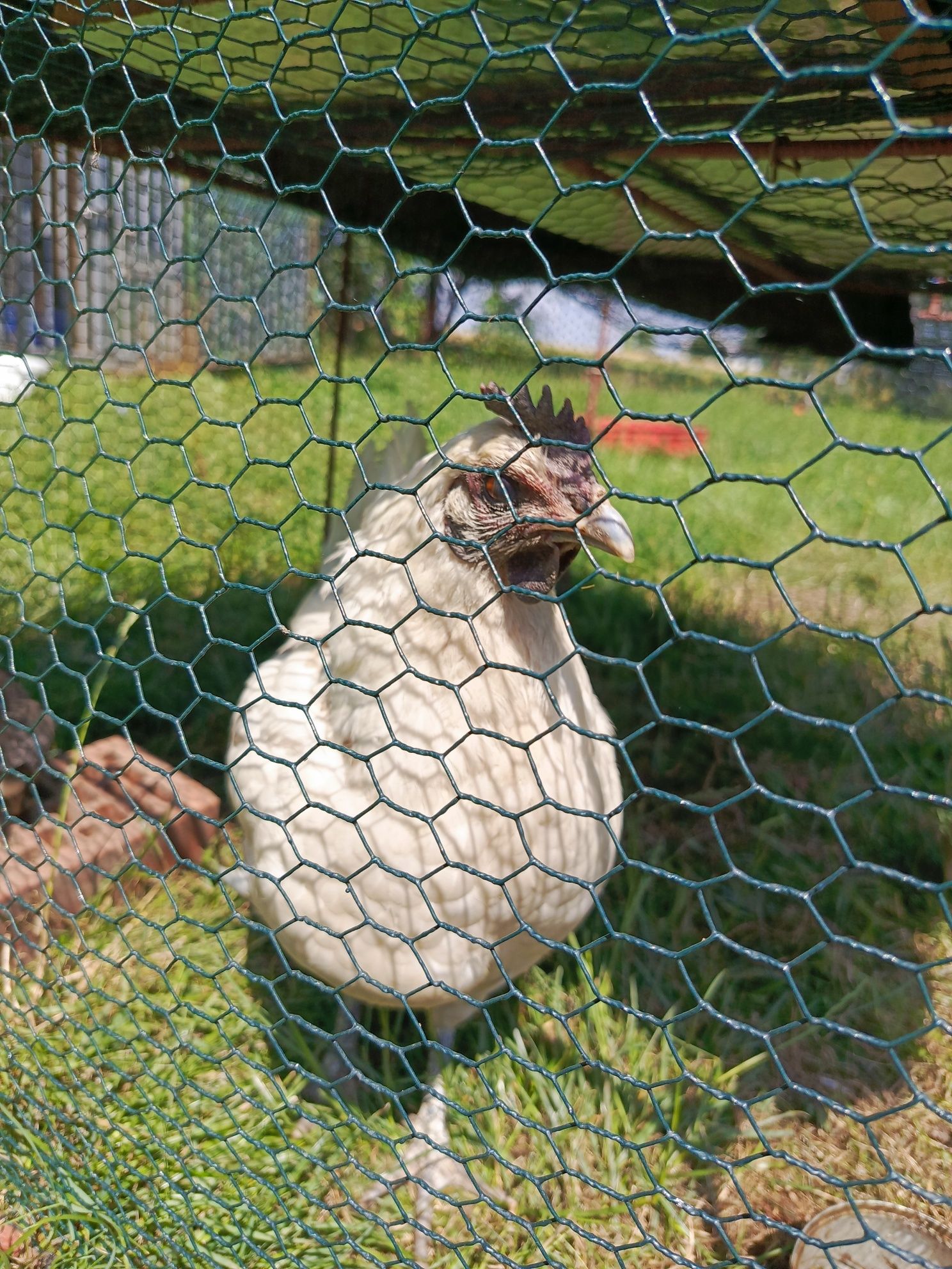 Młody kogut ayam cemani x leghorn tzw. "Zombie chicken"
