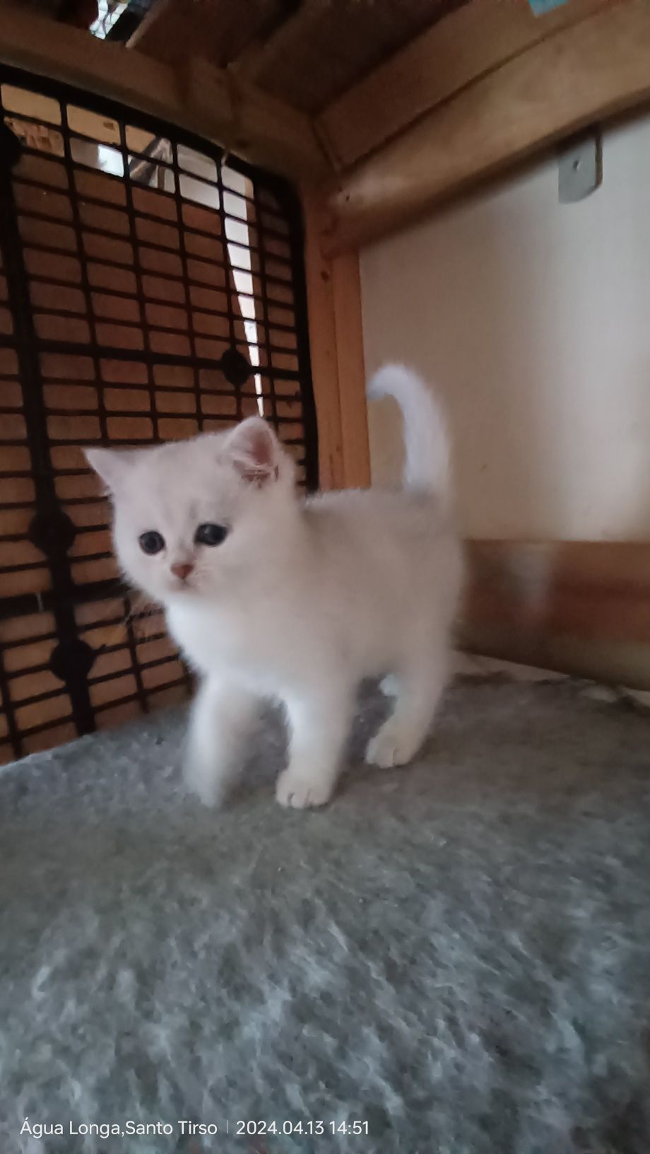 British Shorthair fêmea