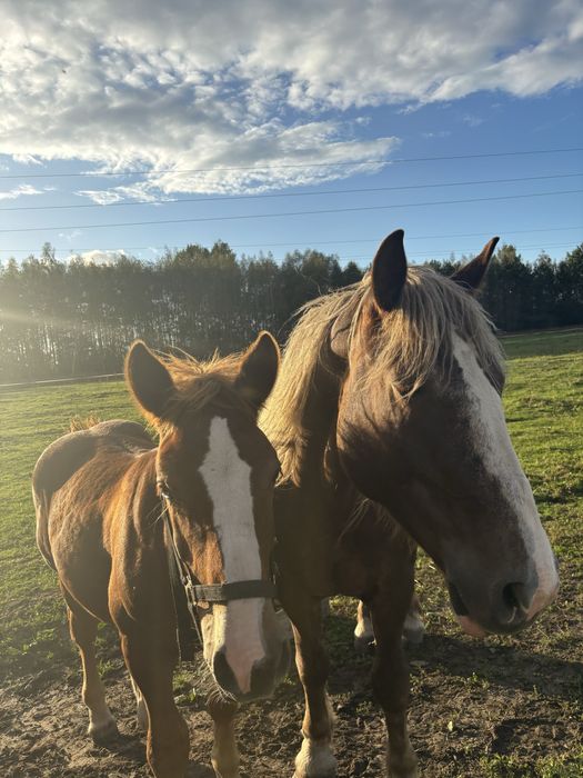 Sprzedam ogierka sztumskiego