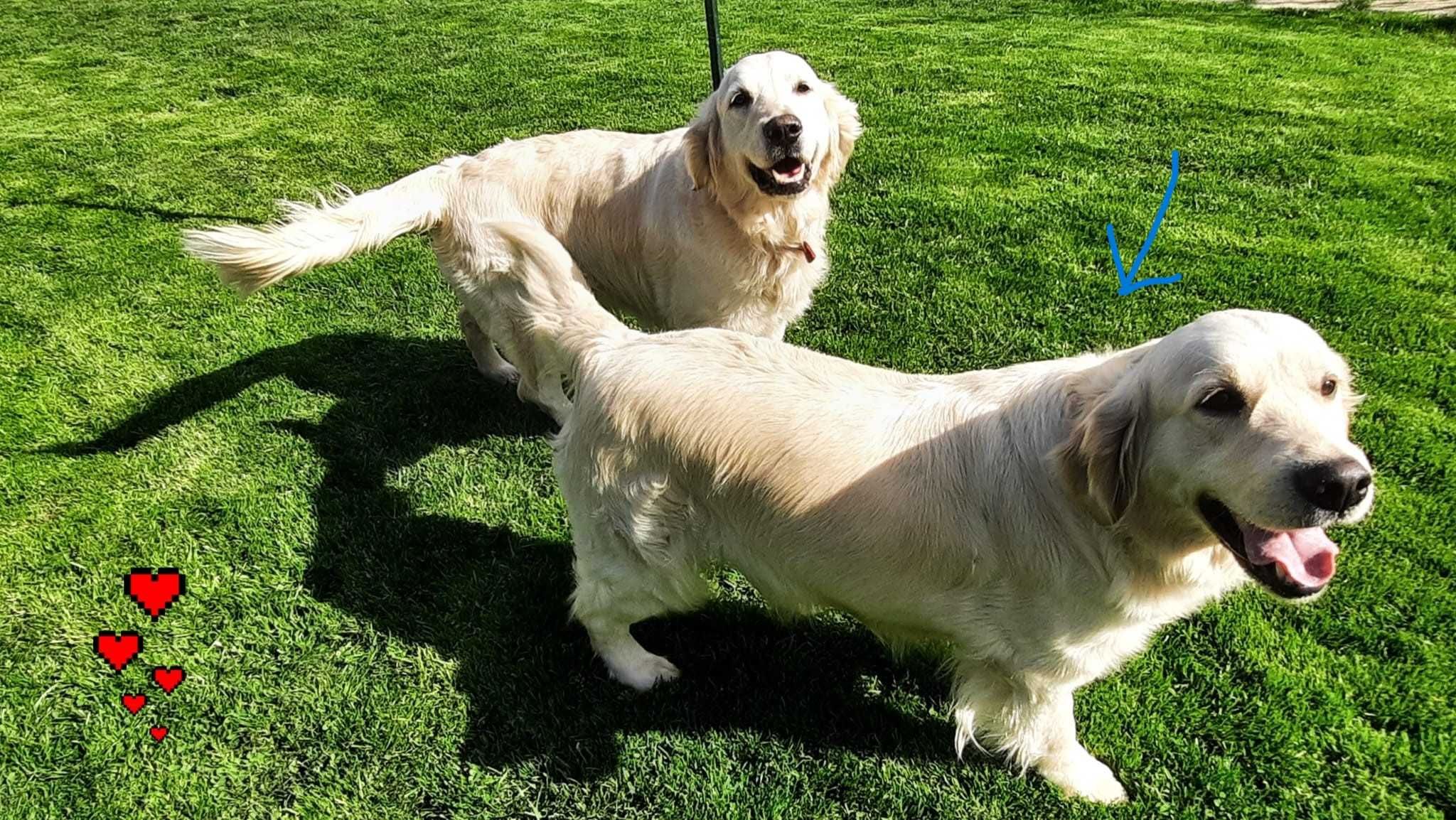 Szczeniak / piesek Golden Retriever Związek Kynologiczny FCI