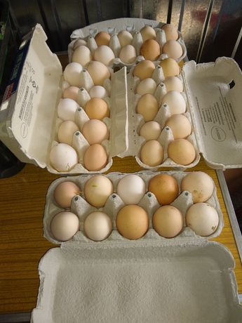 Swojskie Ekologiczne jajka od szczęśliwych kur