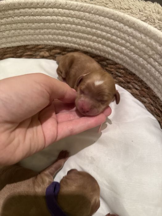Piesek cockapoo mama cocker spaniel tata pudel toy badania genetyczne