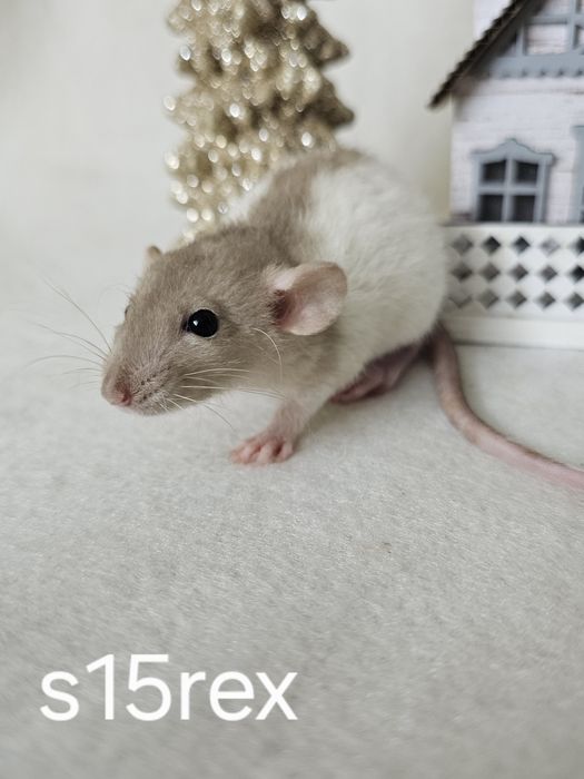 Szczur szczury szczurki