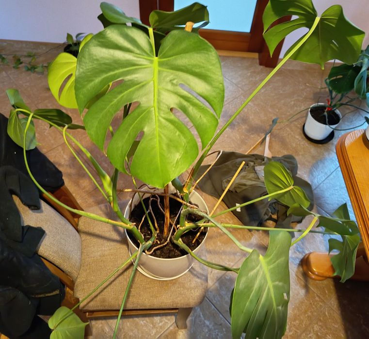 XXL Monstera dwupędowa