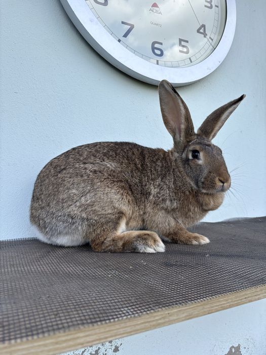 Samica 1 roczna bura