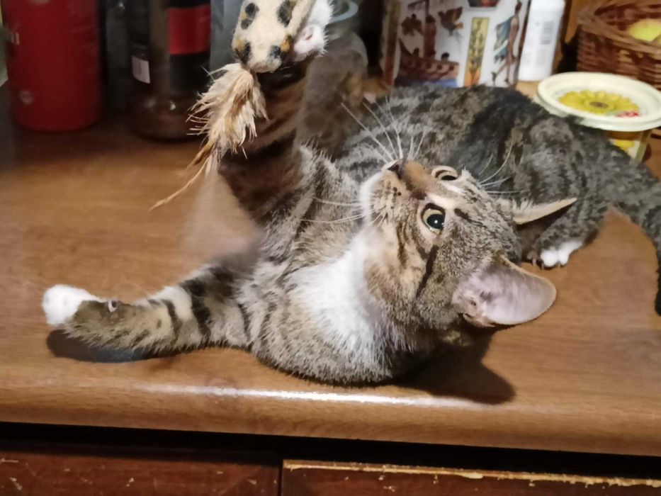 Henryk, Henio, Heniutek - turbo luzak szuka domu!