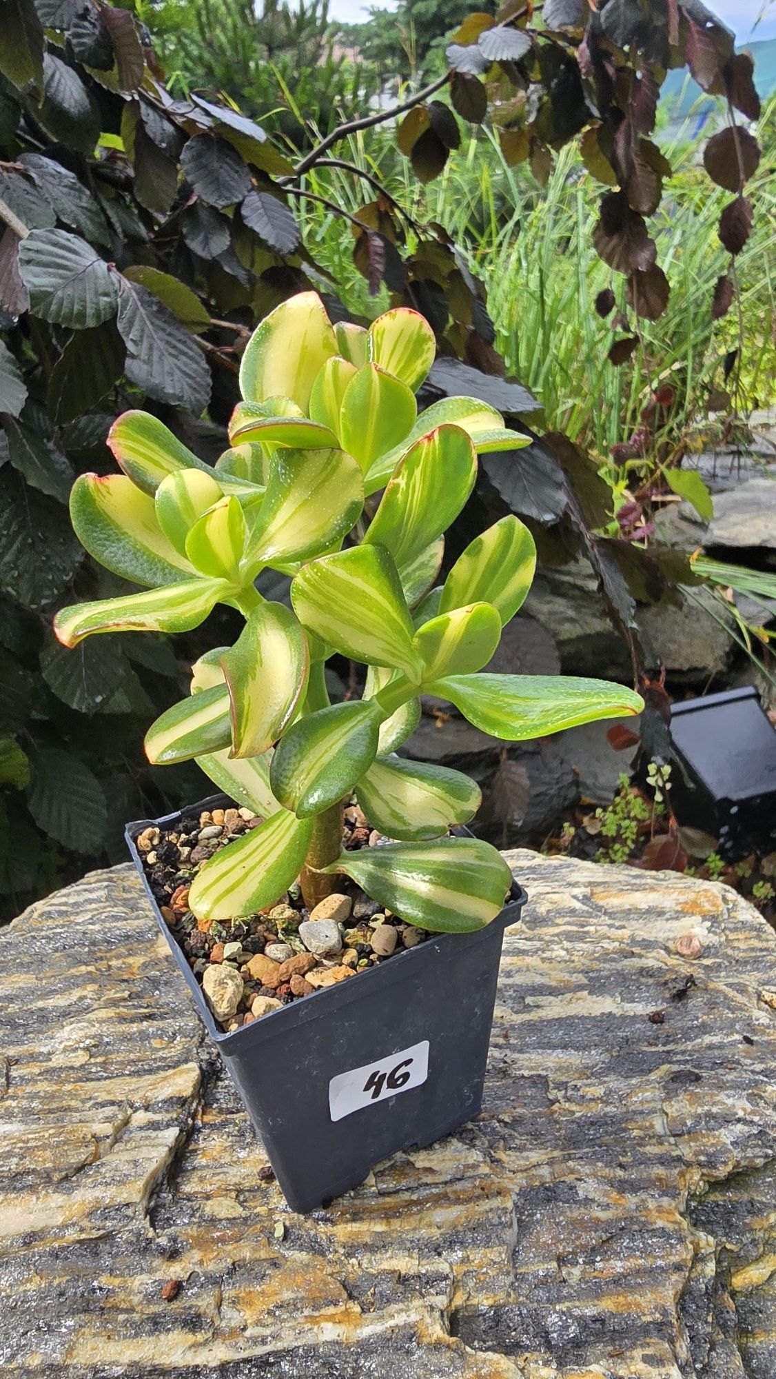 Grubosz Crassula Return of Beauty cv