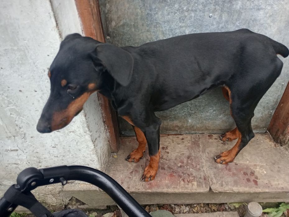 Добермана дівчинку