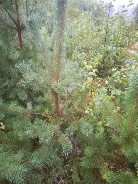 Sadzonki Sosny 50 - 150/200 cm Modrzew wysyłka Sadzonka świerk jodła