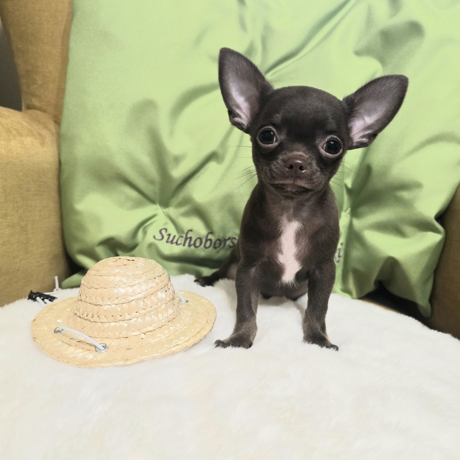 *Juz do odbioru *Chihuahua samiec  czekoladowy