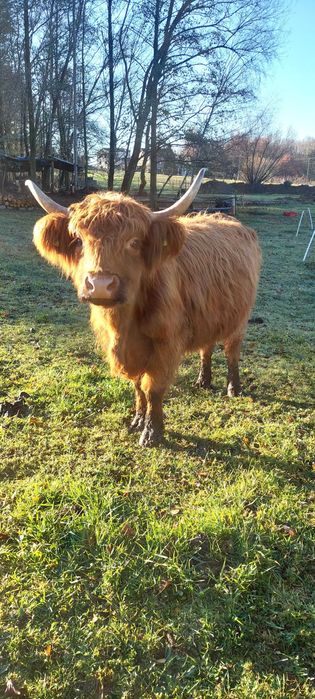 Bydło szkockie 2 krowy i byczek