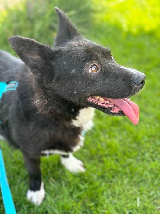 Porzucona bita przepędzana sunia ofiara wojny Pomóż adoptuj