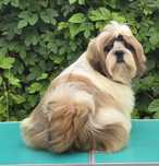 Piesek Shih tzu ZKWP