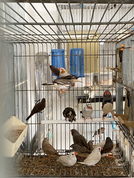 manderins de qualidade