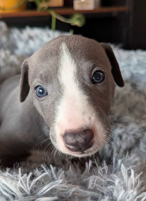 Chart angielski Whippet FCI Niebieski