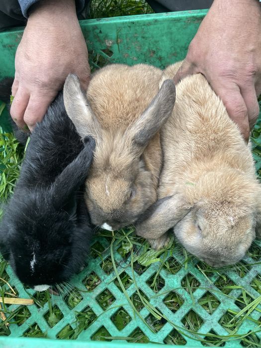 Kroliki rasy mini lop