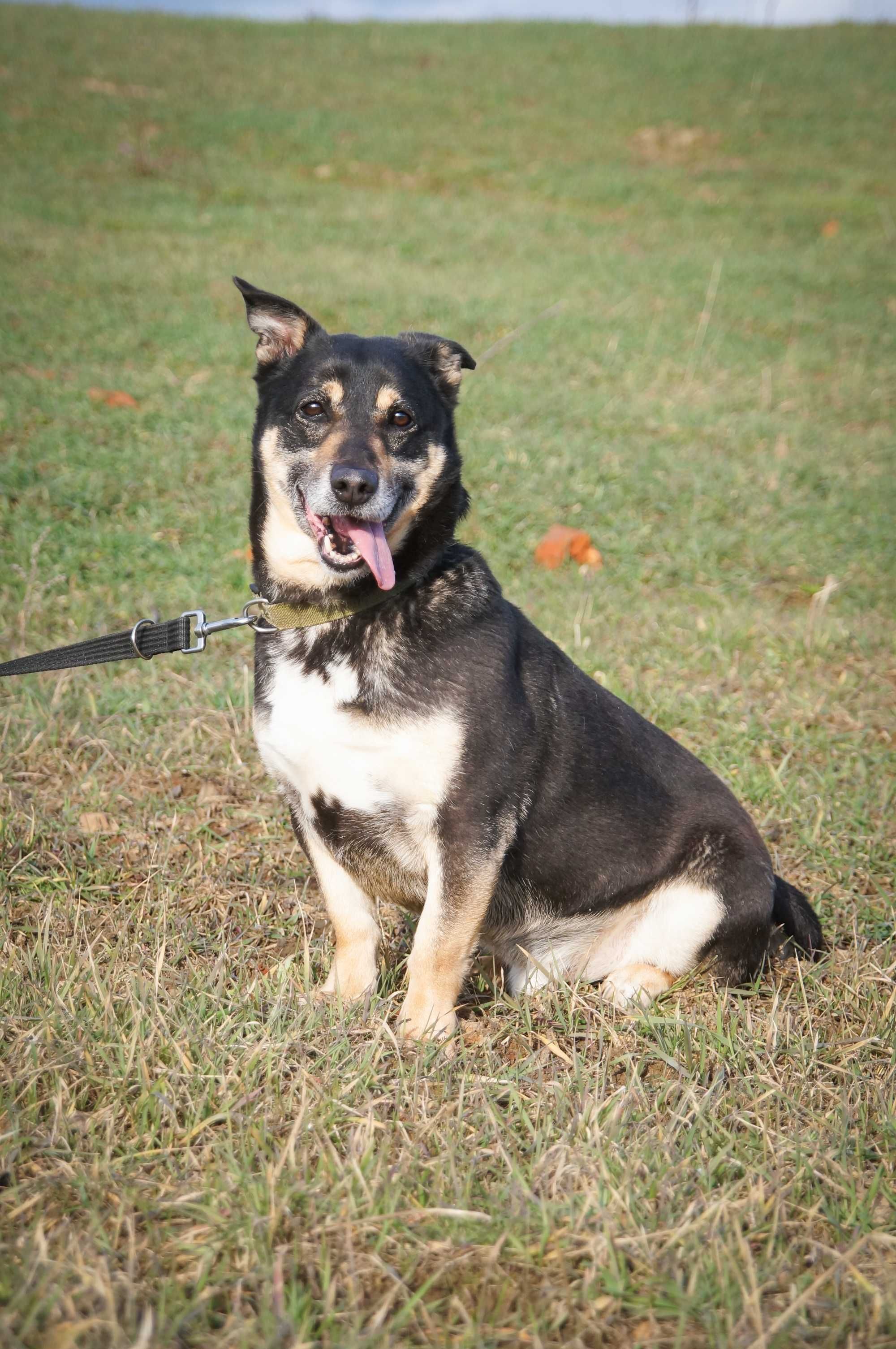 Lubiś - niewielki i uroczy psiak do adopcji.