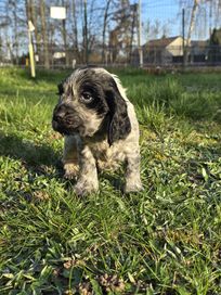 Piesek cocker spaniel angielski