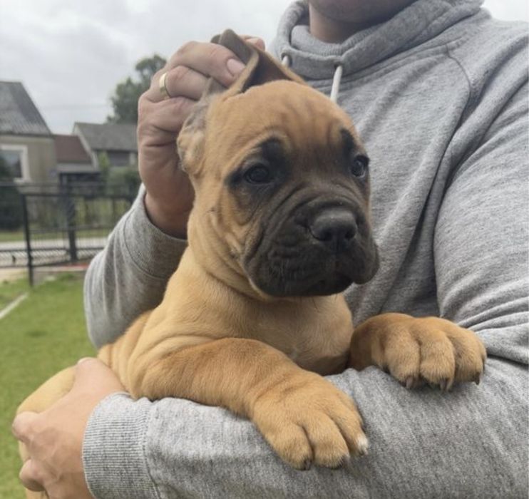 Cane Corso mocna suczka