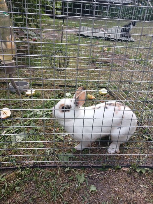 Декоративний кролик