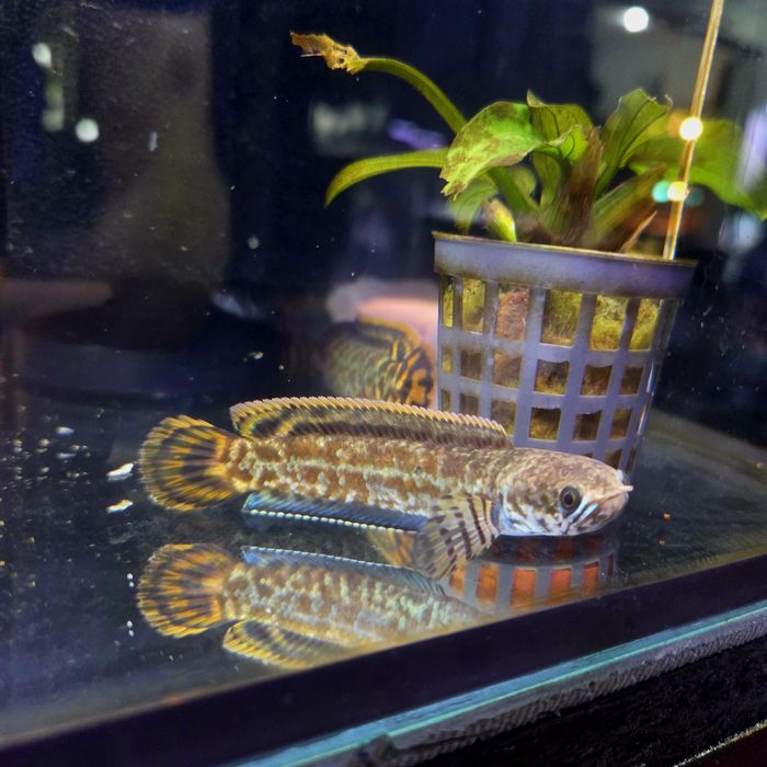 Channa bleheri (wężogłów)