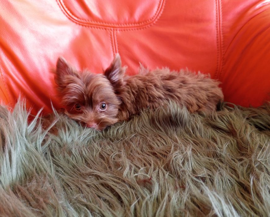 Piesek Choco Merle Yorkshire Terrier -gen niebieskich oczu