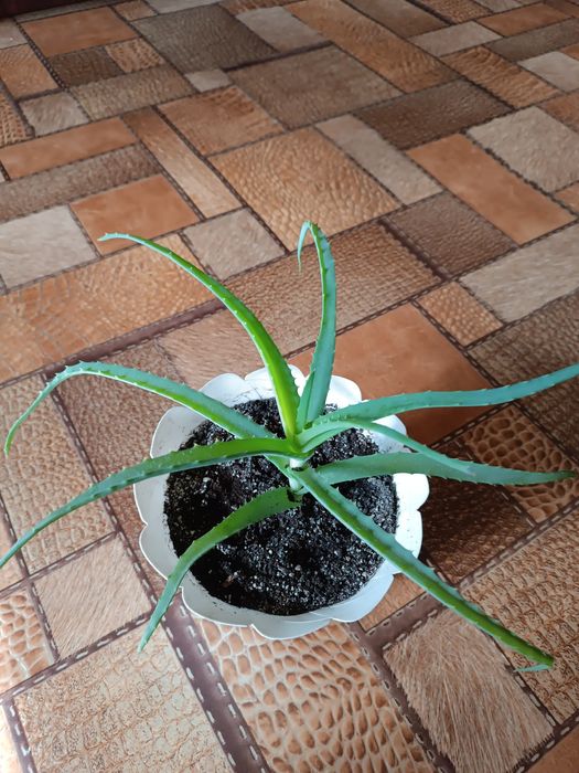 Алоє, столітник  колюче лікарське