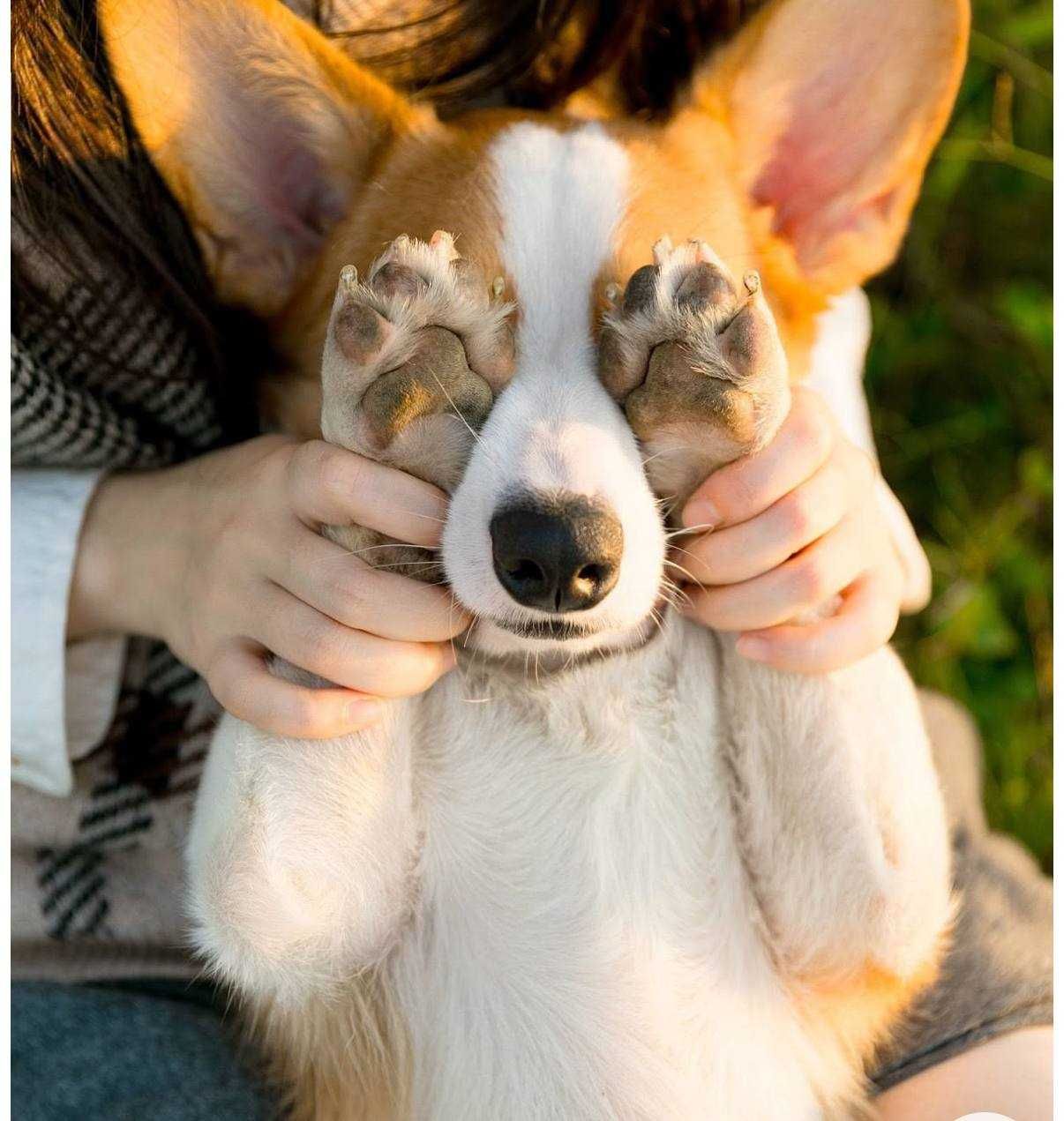 Cuido do seu cão ou gato em Maia / Porto