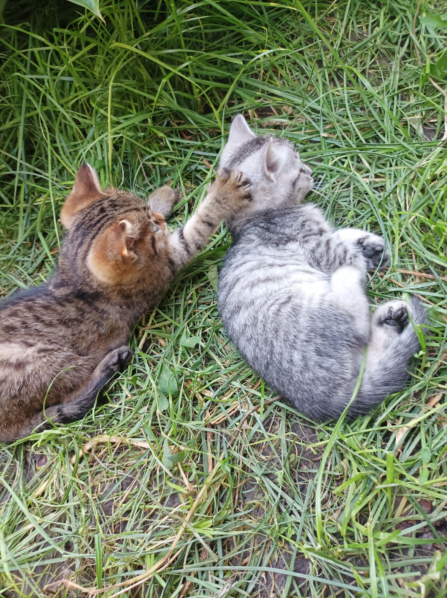 Кошенятка в добрі ручки