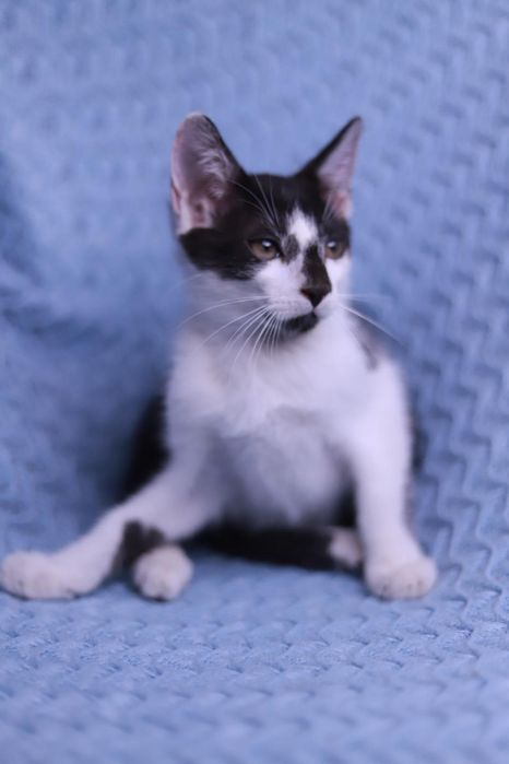 Biało-czarny młody kotek mruczy z prośbą o adopcję