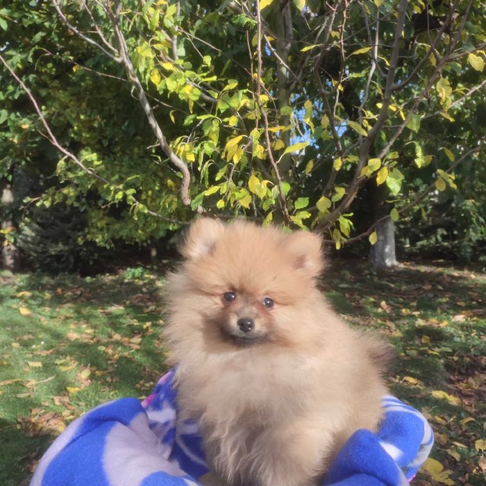 Wzorcowy Mały Szpic Niemiecki piękny exterrier rodzice FCI