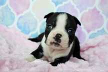 Boston Terrier suczka Luna