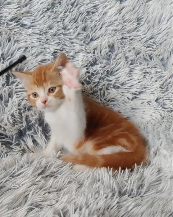 Огненно-рыжий) Мальчишка-позитивчик Шотландской породы в окрасе d2203