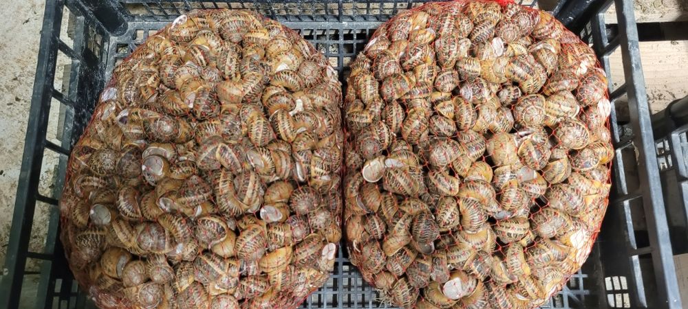 Helix Aspersa Muller