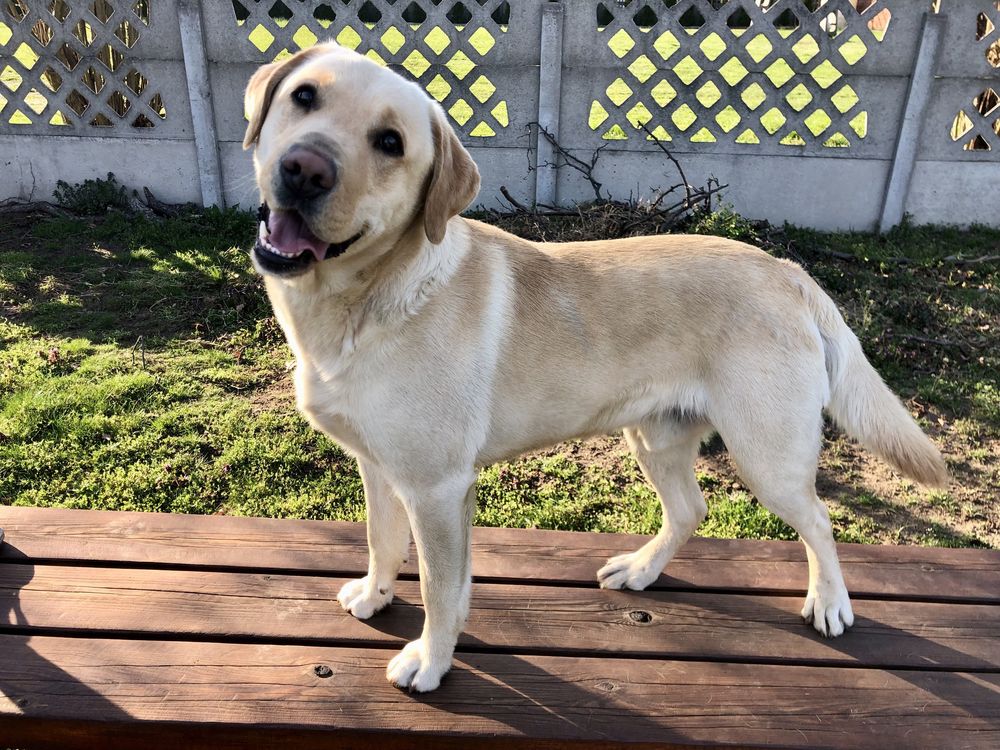 Labrador Retriver Reproduktor Biszkoptowy