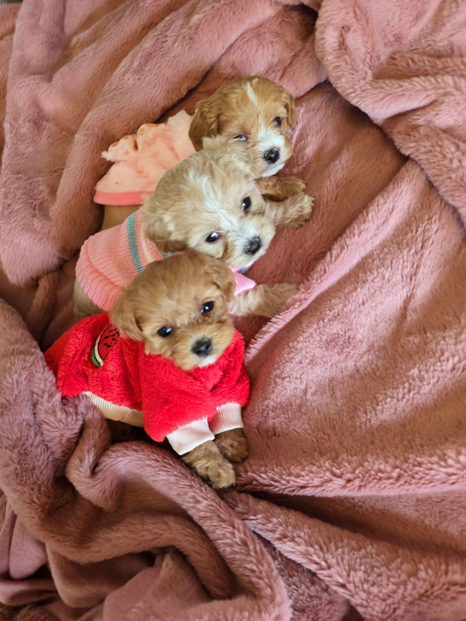 Sunia maltipoo śliczna