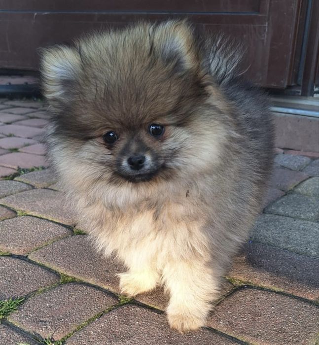 Śliczna suczka szpic miniaturowy pomeranian Sable BOO