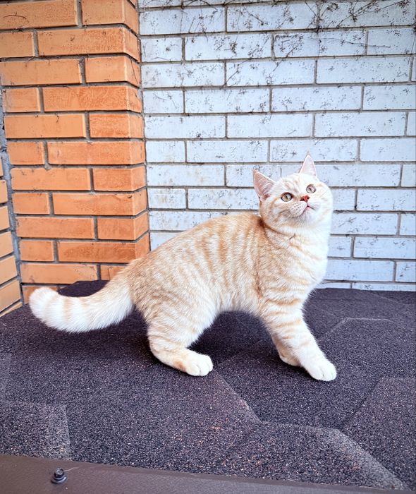 Шотландского мальчика