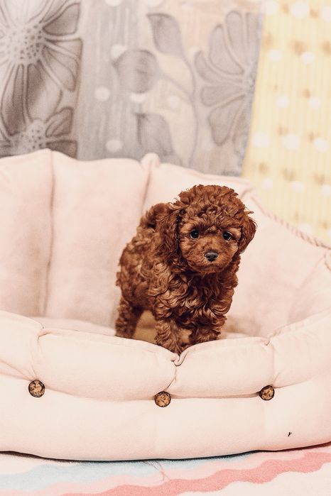 Pudel Toy Red – śliczna suczka z rodowodem i wyprawką. Rezerwacha